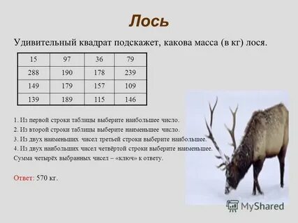 Вес лося взрослого в среднем