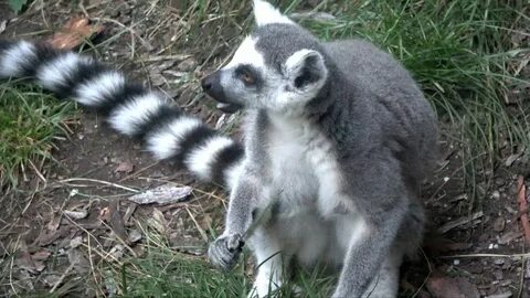 Коала лемур