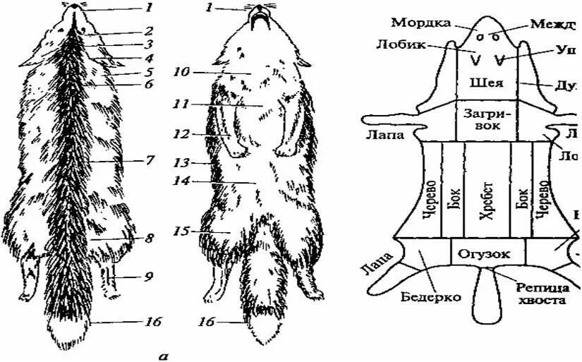 Топография шкурок меховых животных. Топография шкурки. Топография шкуры. Строение меховой шкурки. Схема бобра