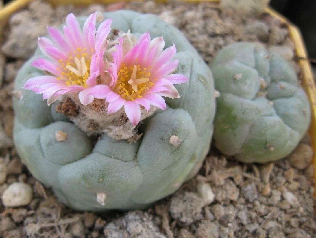 Кактус содержащий мескалин. Кактус lophophora williamsii. мескалин (пейот). лофофора уильямса. пейотль (lophophora williamsii) – кактус,.