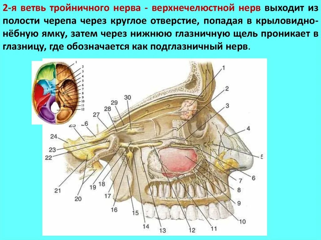 Отверстия тройничного нерва. 2 ветвь тройничного нерва анатомия. глазничная ветвь тройничного нерва. топография тройничного нерва. круглое отверстие черепа нерв.
