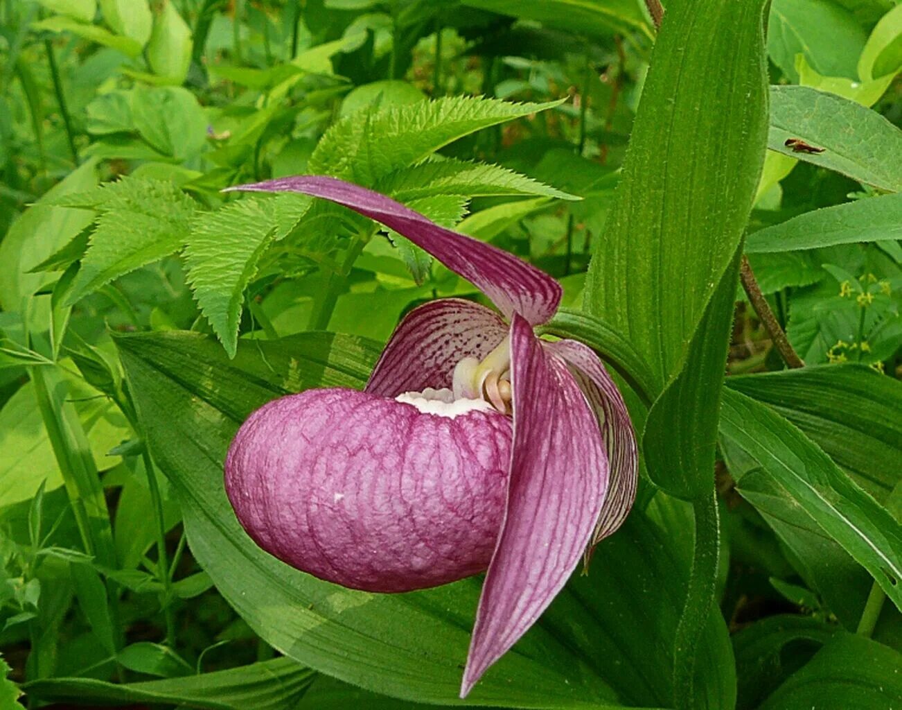 Венерин башмачок сколько формируется. Венерин башмачок. cypripedium macranthos. растение венерин башмачок. венерин башмачок крупноцветковый (cypripedium macranthon sw.).
