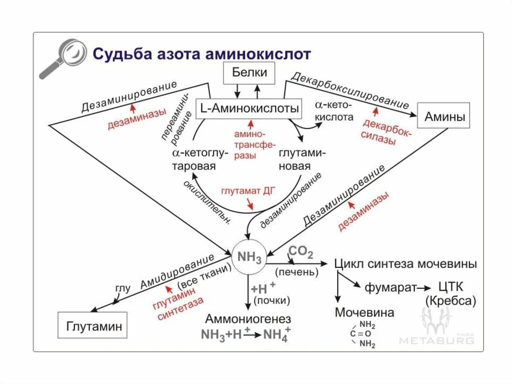 Общие пути метаболизма аминокислот. Схема обмена аминокислот. Обмен аминокислот в организме. Аминокислотный обмен в организме. Обмен белков и аминокислот.