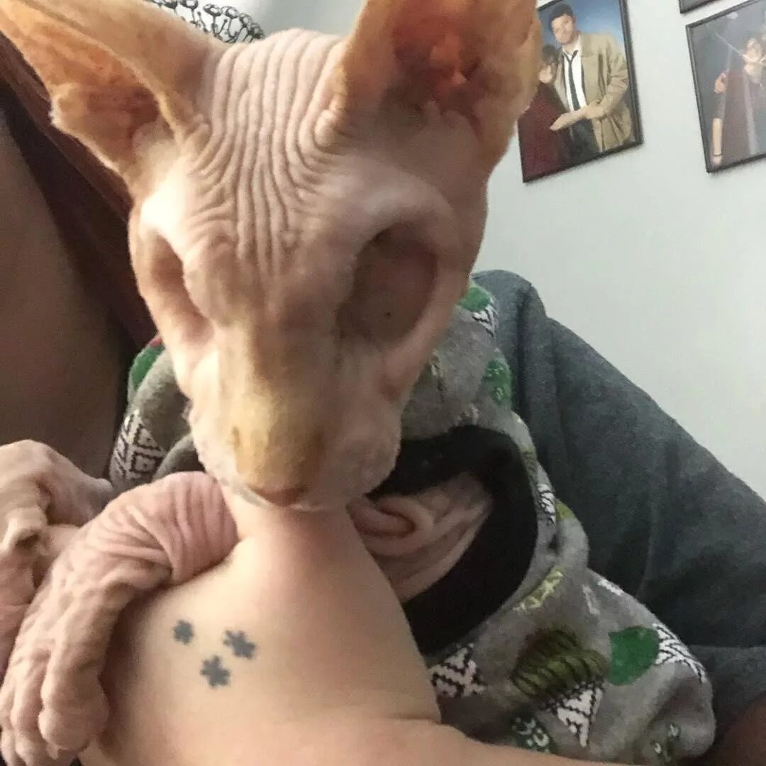 донской сфинкс. донской сфинкс котята. джаспер безглазый сфинкс. питомник святослав сфинкс. сфинкс петерболд.