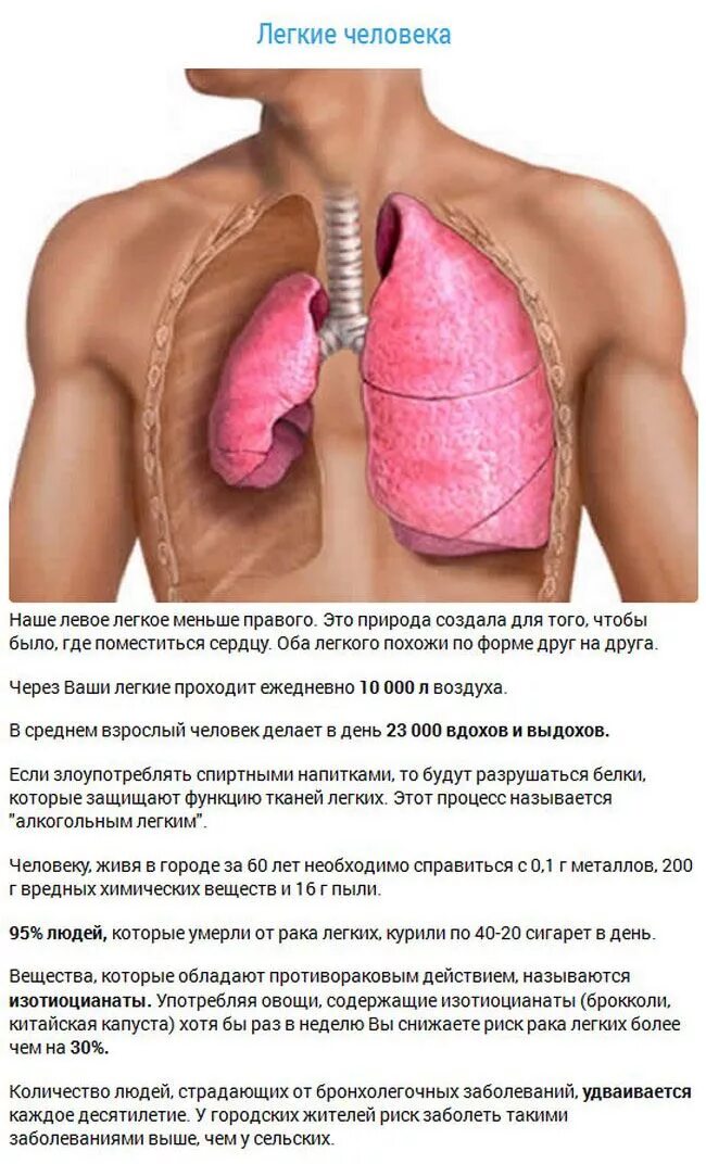 Много информации о легких