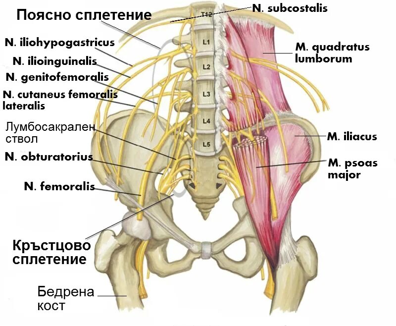 Подвздошно-подчревный нерв [n. iliohypogastricus. Плексус люмбалис. Plexus lumbalis анатомия. Поясничное сплетение анатомия.