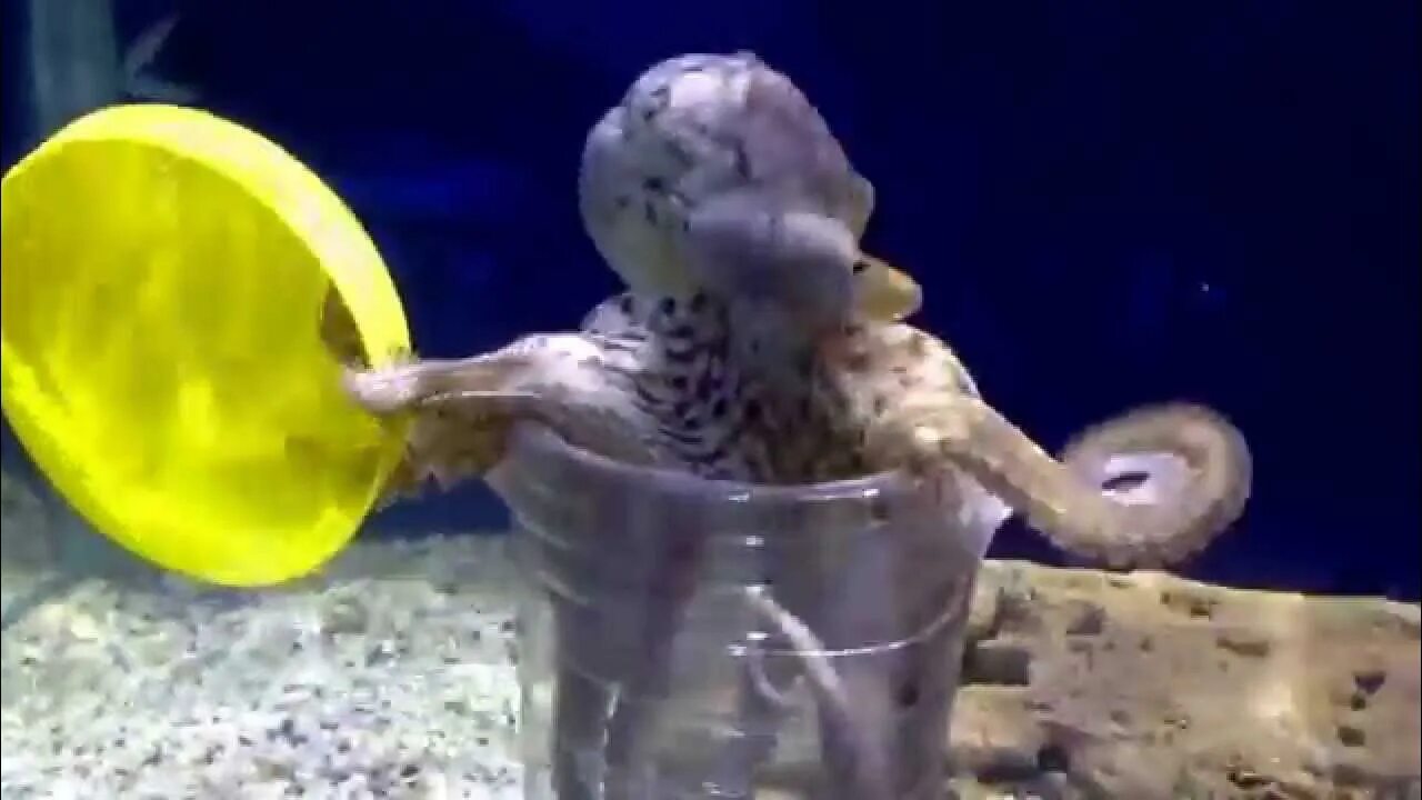 Осьминог залез в. Умный осьминог. домашний осьминог в аквариуме.