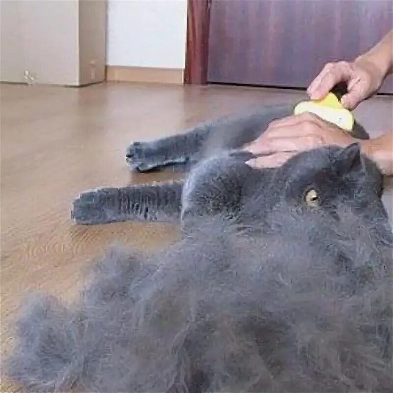 Кот линяет летом что делать. Вычесывание шотландских кошек. кошка линяет.