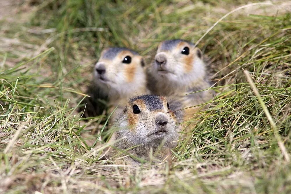 Водятся суслики. Суслик Краснощекий Кузбасс. Суслик Краснощекий (Spermophilus erythrogenys). Краснощекий суслик красная книга. Детеныши сусликов.