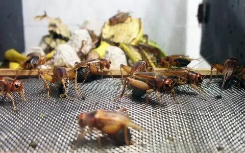 Разводить насекомых