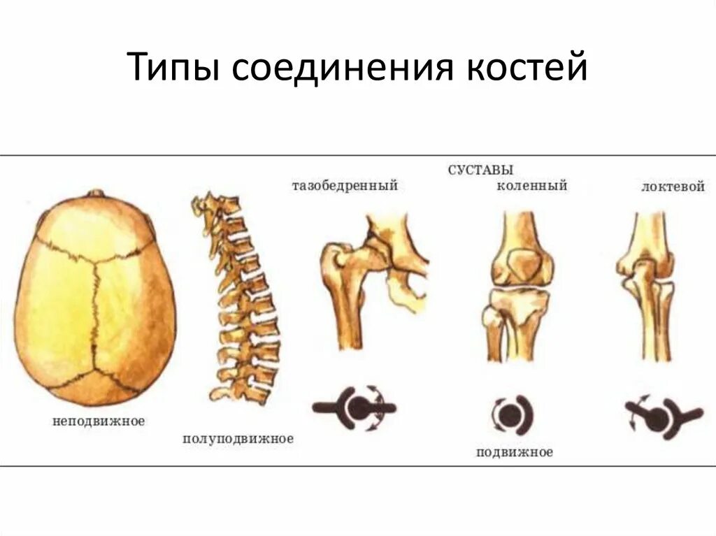 Типы соединения костей сустав. Неподвижные соединения костей биология 8 класс. Схема типы соединения костей скелета человека. Типы соединения костей биология. Типы соединения костей 8 класс биология.