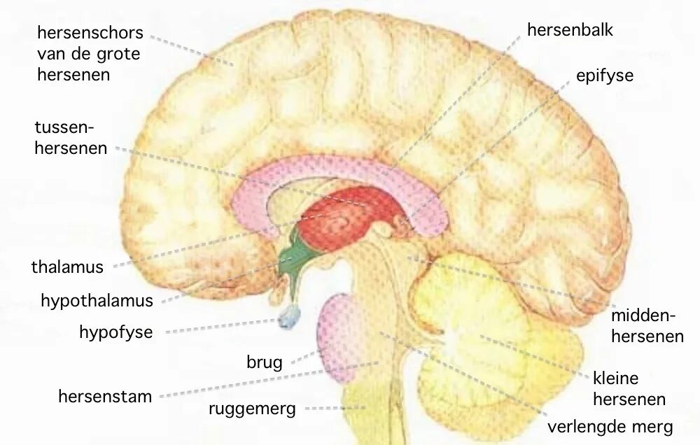 Промежуточный мозг гипофиз эпифиз. Промежуточный мозг, таламус. Гипоталамус и эпифиз. Промежуточный мозг гипоталамус таламус гипофиз. Таламус, шишковидная железа и гипофиз.