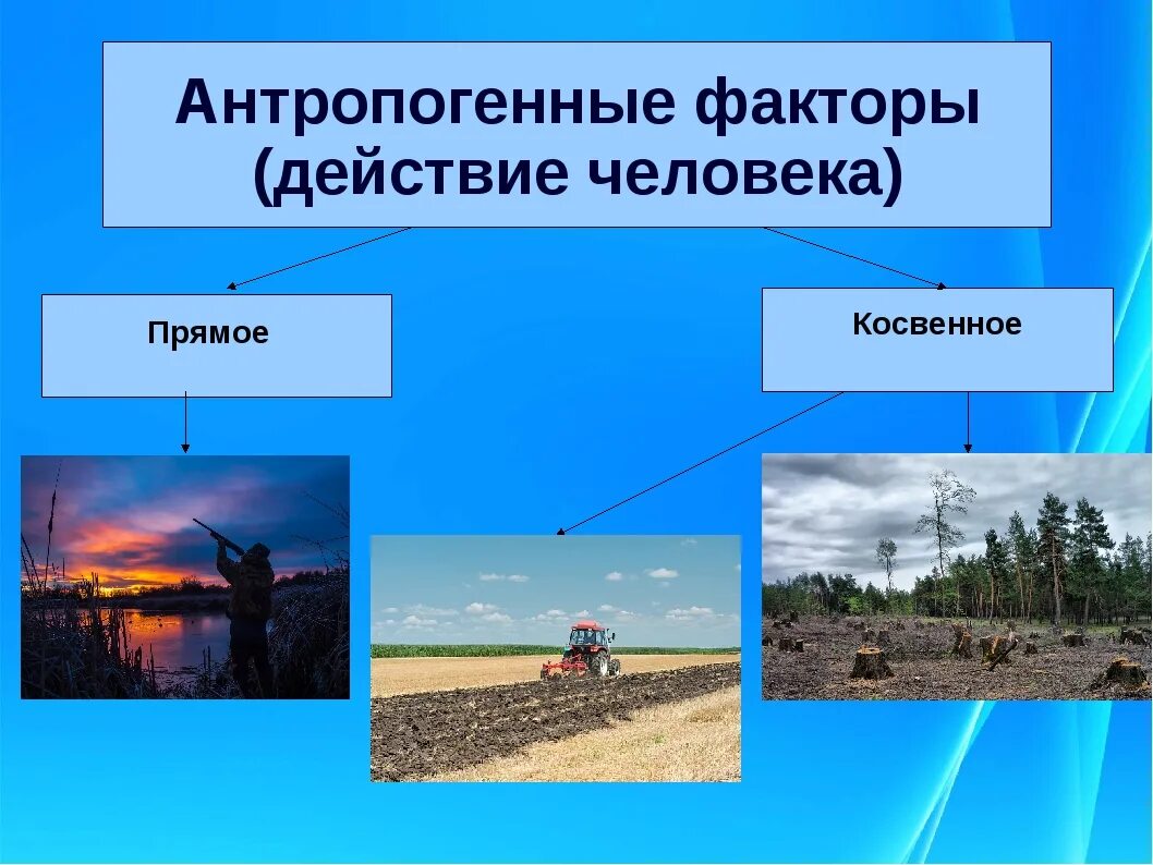 Косвенное влияние на организмы оказывает. Антропогенные факторы. Антропогенные факторы среды. Антропогенные факторы окружающей среды. Прямые антропогенные факторы.