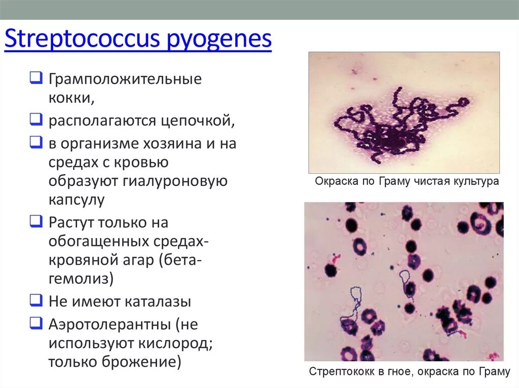 Патогенные кокки. Грамположительные кокки. Стрептококк пиогенес морфология. S pyogenes микробиология характеристика. Морфология и тинкториальгые свойтсваstreptococcus pyogenes.