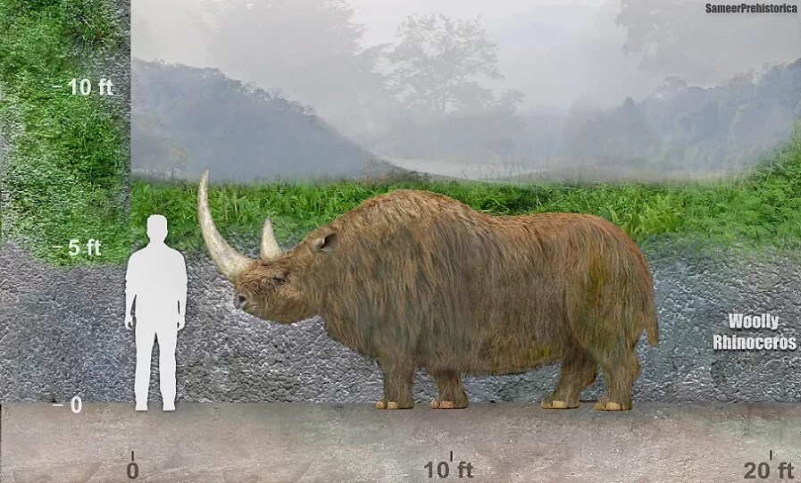 Эласмотерий и шерстистый носорог. Эласмотерий Сибирский. Сибирский шерстистый мамонт. Шерстистый носорог первобытный.