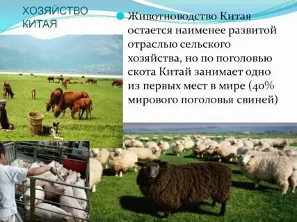Сельское хозяйство китая кратко