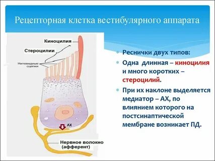 Вестибулярные волосковые клетки