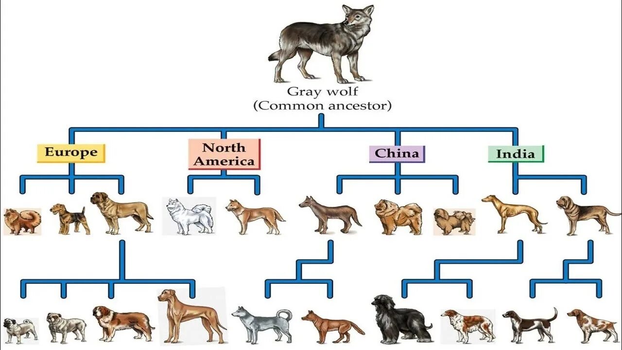 Генетика собак. Происхождение собак. Одомашнивание собаки. Селекция собак. Собаки произошли от волков