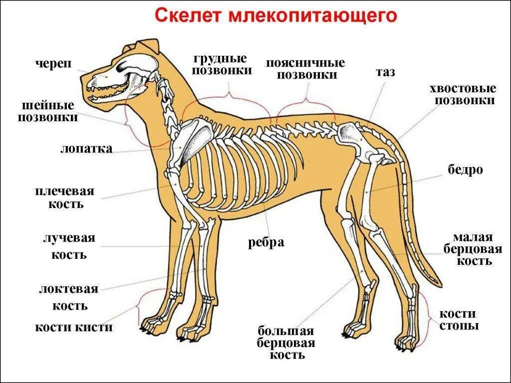 Внутреннее строение млекопитающих конспект 7 класс. Строение скелета млекопитающих. скелет собаки строение биология 7 класс. внутреннее строение млекопитающих 7. внутреннее строение млекопитающих 7 класс.