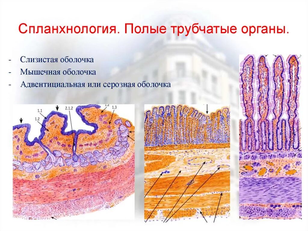 Стенки полого органа. Строение слизистой оболочки полых органов. строение стенки трубчатого органа. строение полых трубчатых органов. общий план строения трубчатых органов.