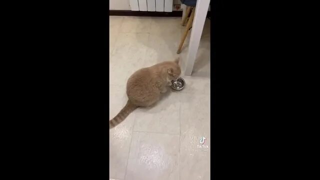 Кот стучит миской. Просящий кот. Кот колотит миской в ожидании еды. Кот стучит чашкой. Уезжать стучать