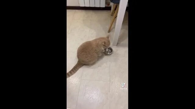 Кот стучит зубами. Кошка стучит по миске. кошка стучит миской. кот колотит миской в ожидании еды. кот выпрашивает еду стучит по миске.