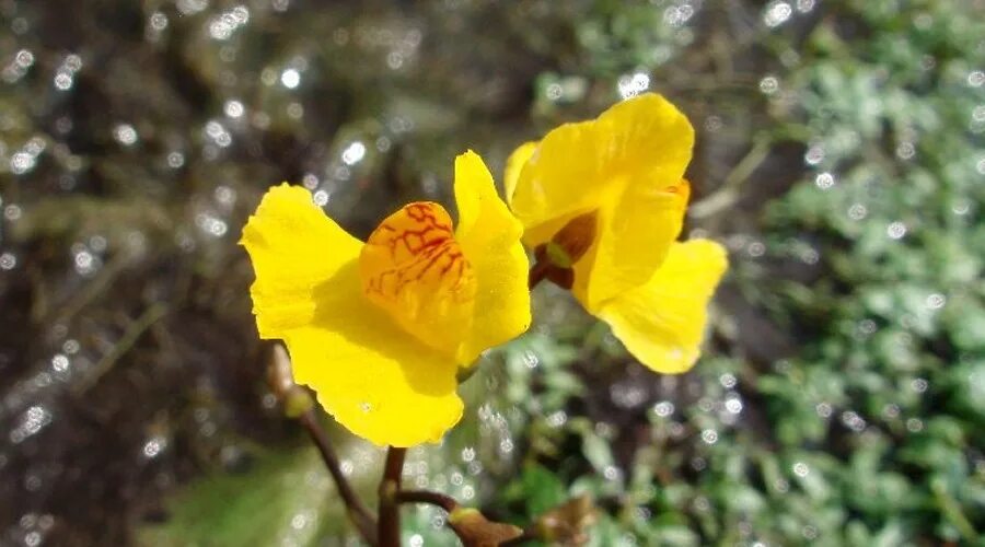 Как выглядит растение пузырчатка File:Utricularia sp  Wikipedia