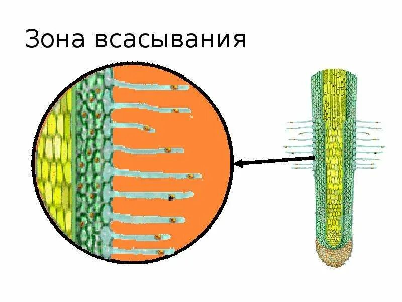 Презентация "Характеристика строения и функций тканей растений"