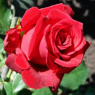 Prestige rose