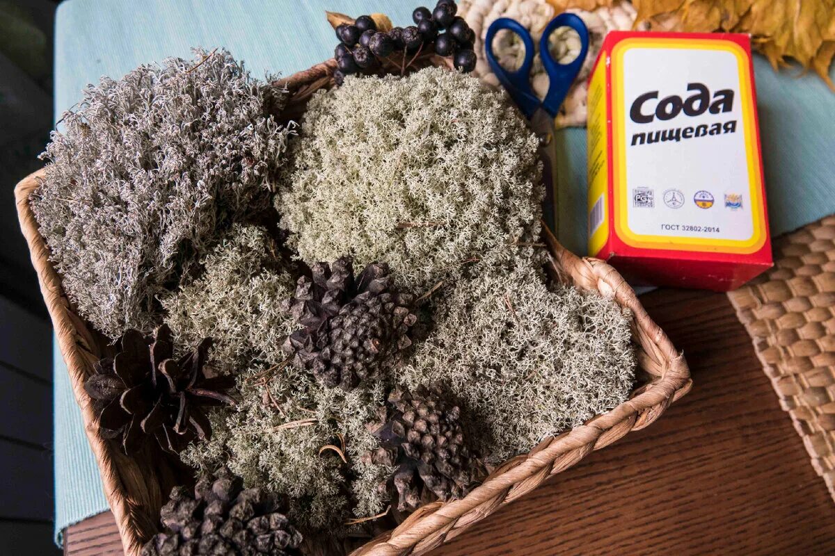 Чипсы из ягеля. Чипсы из мха ягеля. Чипсы из ягеля производитель. Чипсы из ягеля. Чипсы из ягеля.