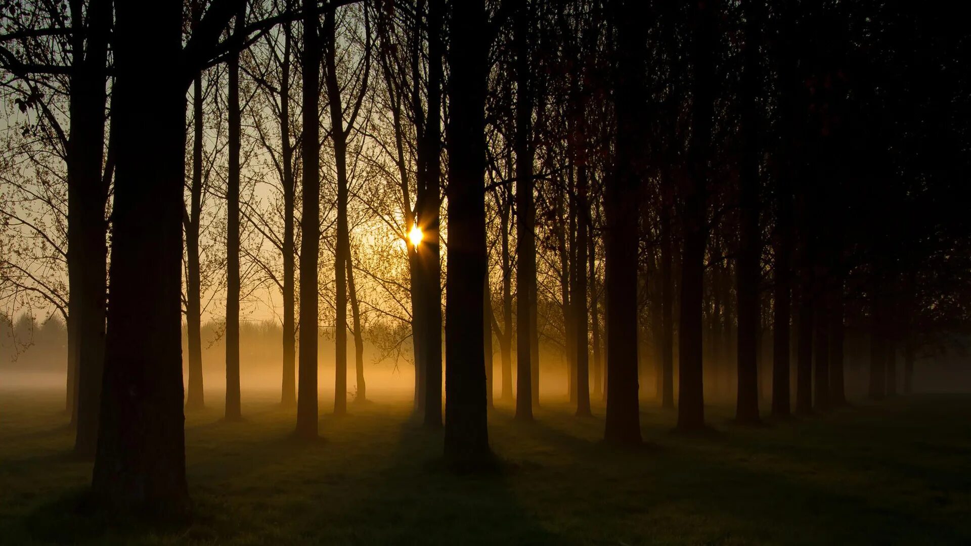Лес утром. Лес в тумане. Лес вечером. Обои лес. Лес солнце и звезды