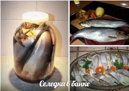 Посол селедки в банке