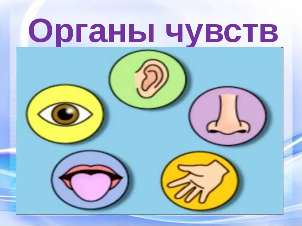 Органы чувств человека. Пять органов чувств. Органы чувств для детей. Органы чувств рисунок.