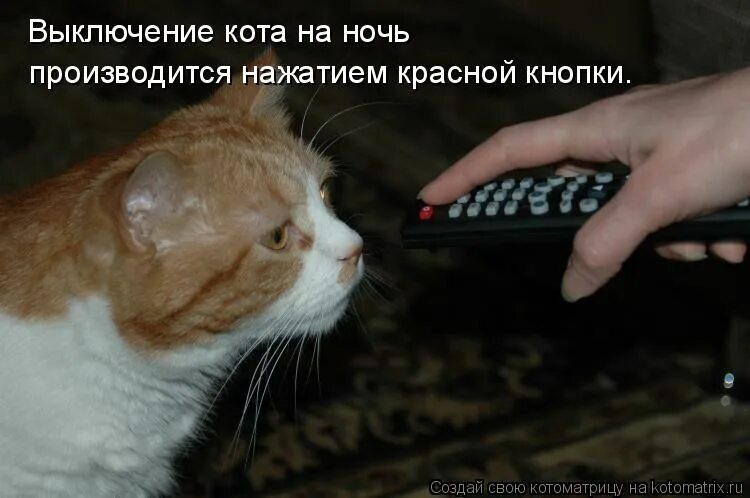 Выключи котов