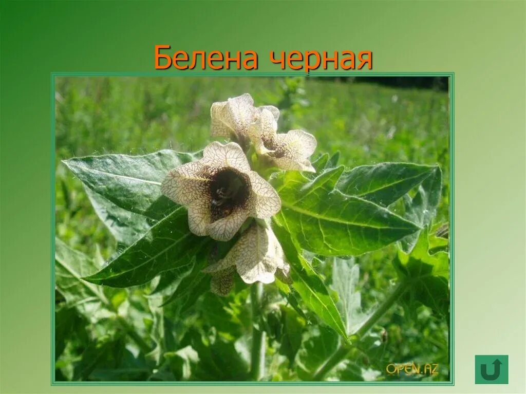 Телеграмма хелена белена. Телеграмма хелена белена. Белена ягоды. Белена растение галлюцинации. Телеграмма хелена белена.