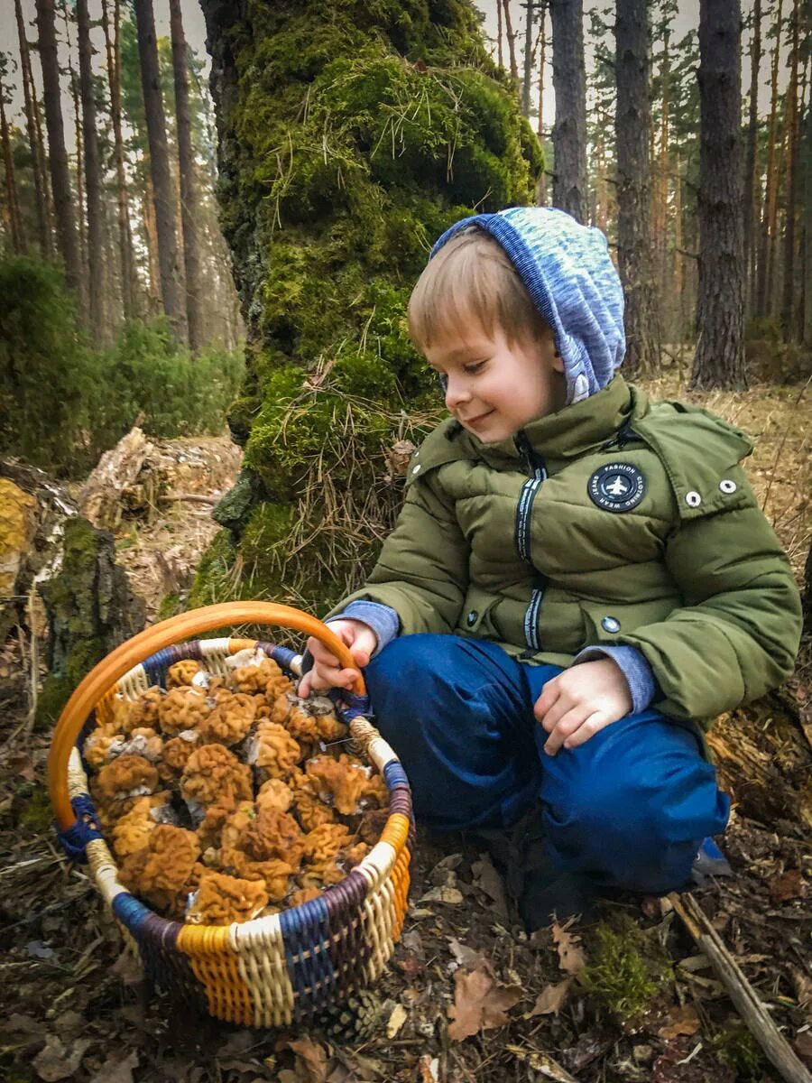 Первые грибы после зимы. Грибы в лесу. Грибы в подмосковных лесах. Весенние грибы в лесу. Первые грибы в лесу.