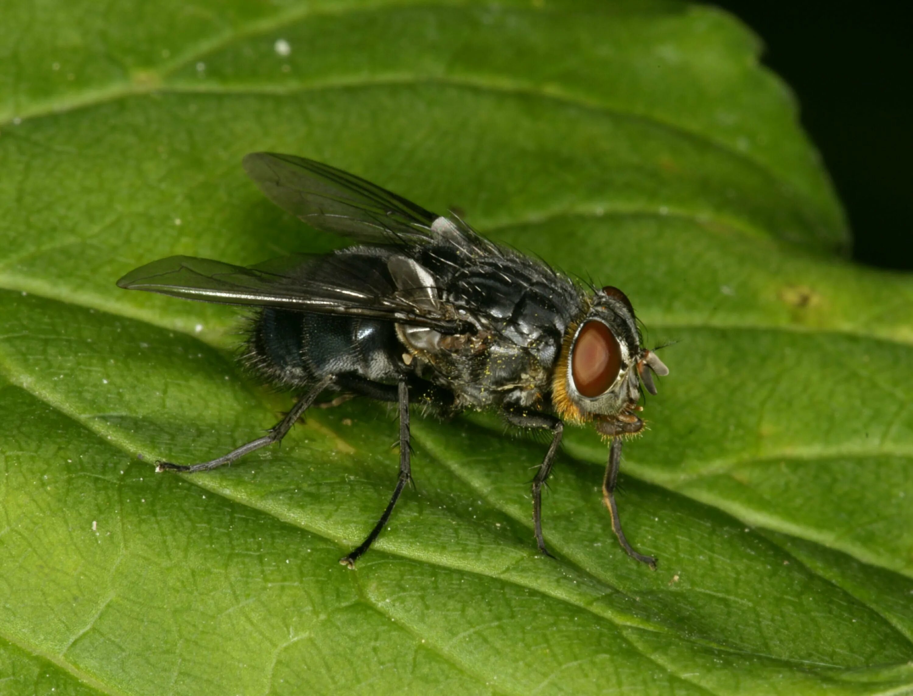 Синяя мясная Муха Calliphora. Малинная стеблевая Муха. Муха синяя мясная (Calliphora uralensis). Синяя падальная Муха. Зеленая мясная муха тип развития