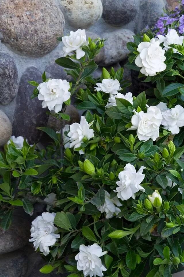 Сад гардения. Гардения жасминовидная (gardenia jasminoides). Гардения магнифика. Сад гардения. Гардения жасминовидная куст.