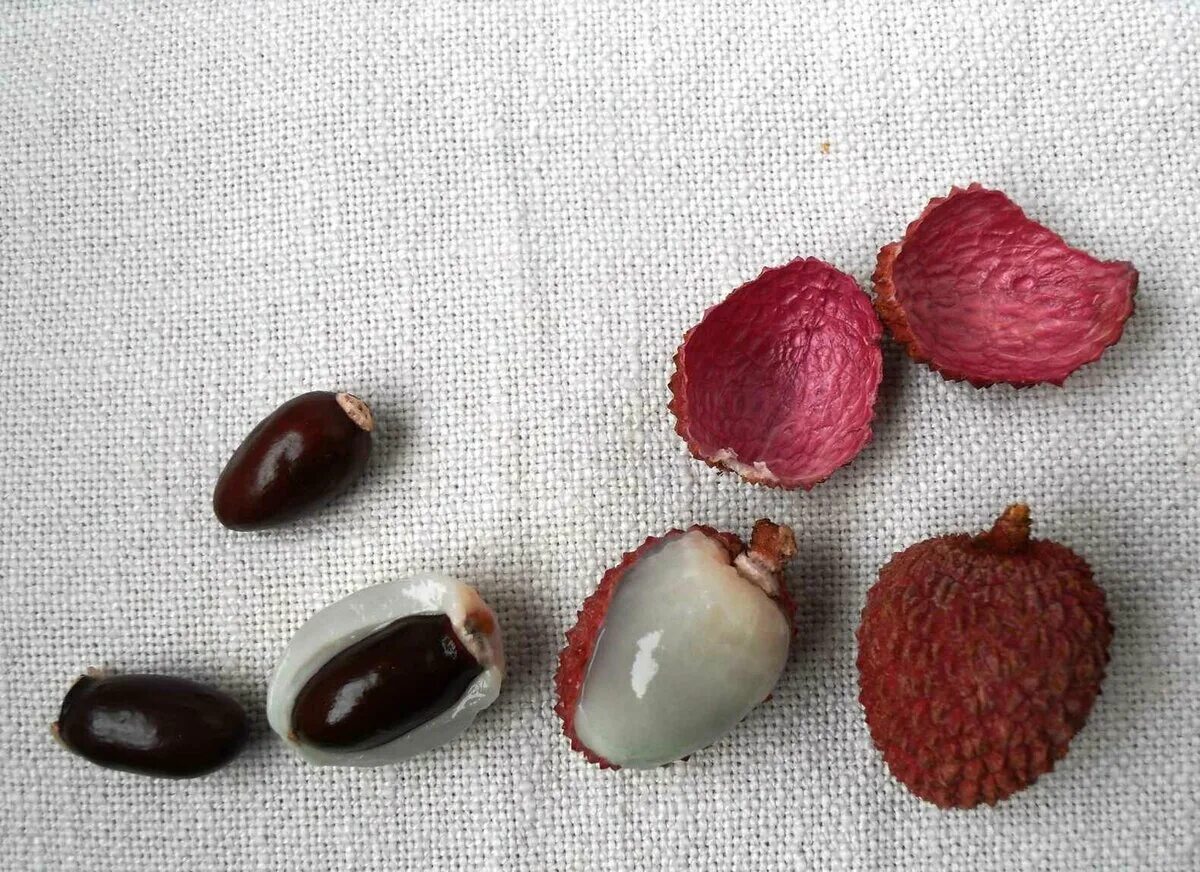 Как вырастить семена личи. Семена личи прорастить. семена личи. китайская вишня личи. пальма личи.