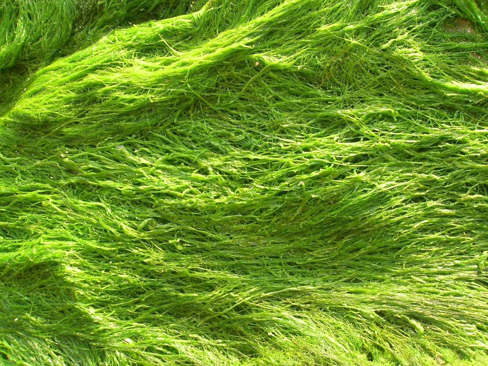 Зелёные водоросли. Водоросли текстура. Волокнистые водоросли. Зеленые морские водоросли.