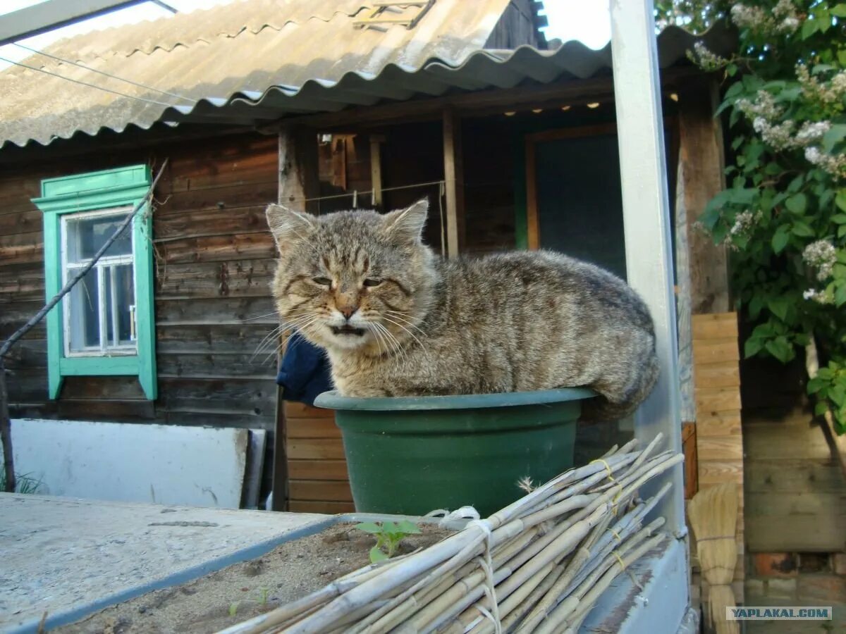 Найдена кошка в деревне