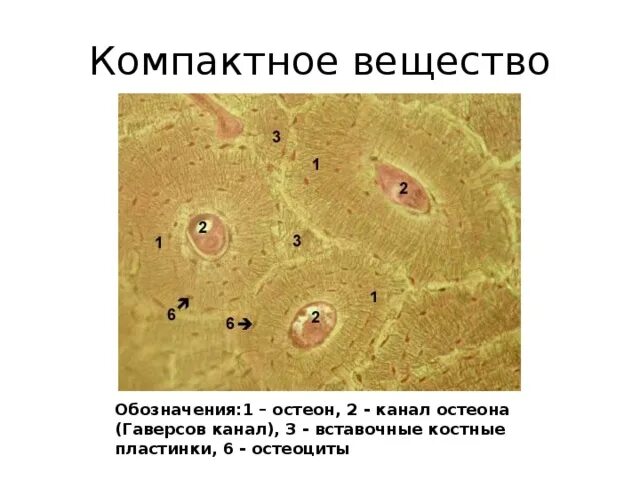 Пластинчатая костная ткань генеральные пластинки. Остеон гистология. 1 Остеон 2 гаверсов канал 3 вставочные костные пластинки. Компактное вещество остеоны.