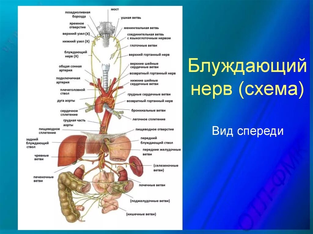 Блуждающего нерв (вагус). Блуждающий нерв анатомия и функции. Блуждающий нерв и иннервация внутренних органов. Блуждающий нерв nervus Vagus.