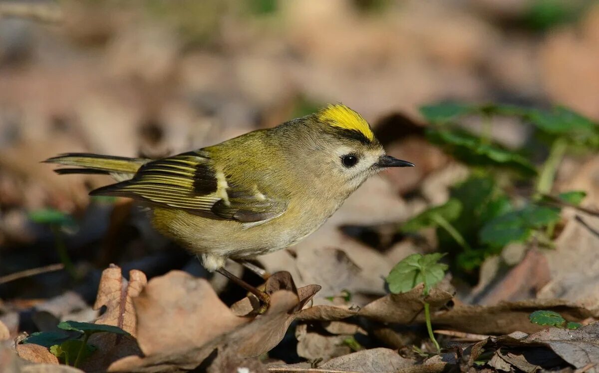 Красноголовый и желтоголовый королек. Королёк сипанка. Королек синявки. Зарянка королек желтоголовый. Желтоголовый королёк.