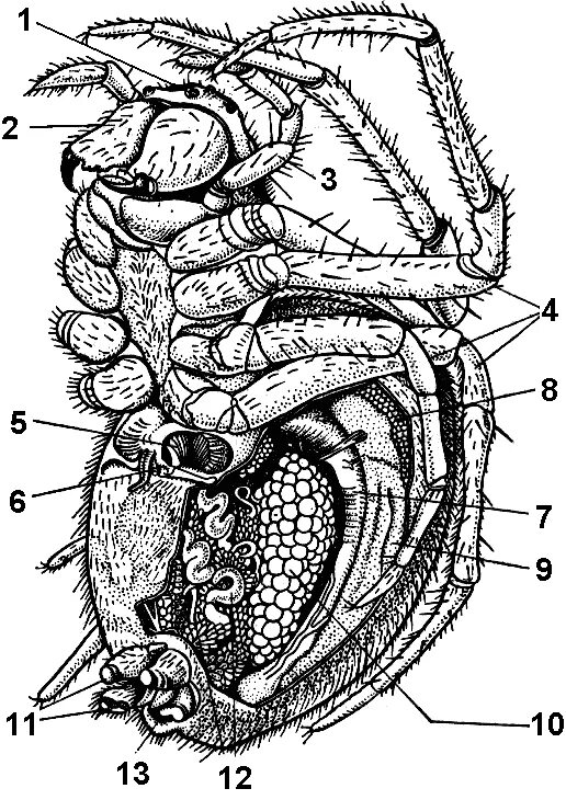 Паукообразные паутинные железы. Паук анатомия хелицеры. Хелицеры паука строение. Строение ротовой полости паука. Хелицеры и педипальпы паука.