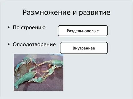 Раздельнополыми являются