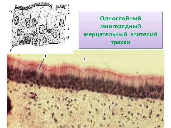 Эпителий выстилающий трахею. Многорядный мерцательный эпителий трахеи. однослойный многоядерный мерцаткльный эпителий. однослойный многорядный мерцательный эпителий строение.