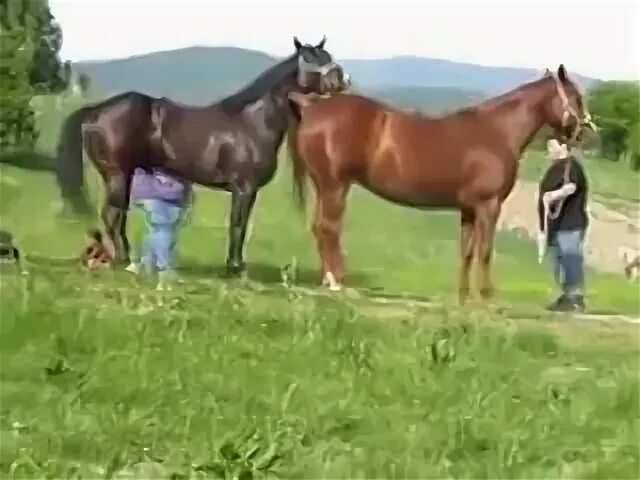 Лошади спариваются. Дает коню видео. Дает коню видео. Дает коню видео. Работа с лошадью в руках.