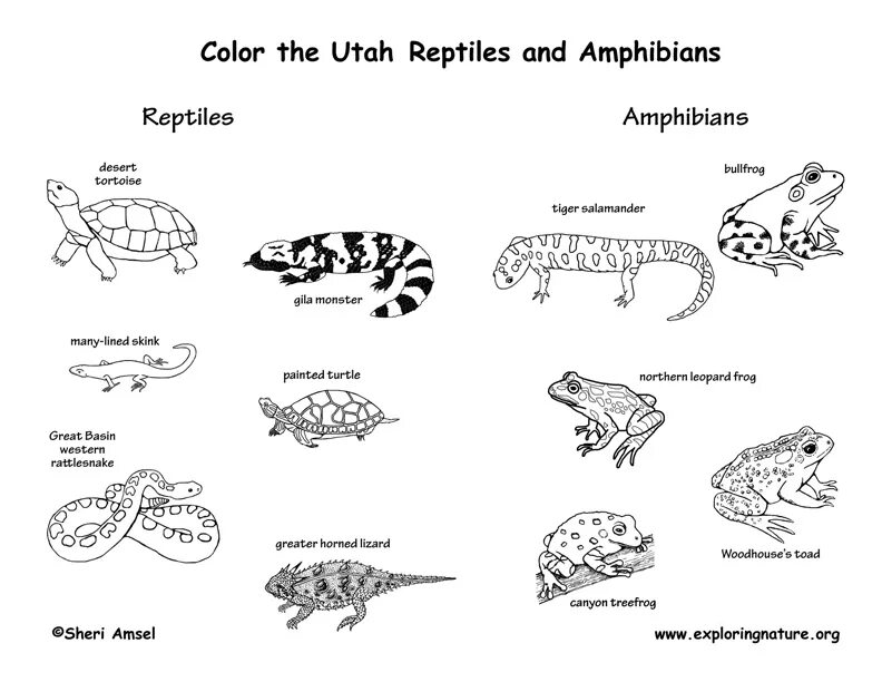 Reptiles mammals. Mammals Reptiles Birds. Birds mammals and Reptiles примеры. Mammals, Reptiles and Amphibians. Mammals and Reptiles Worksheets for Kids.