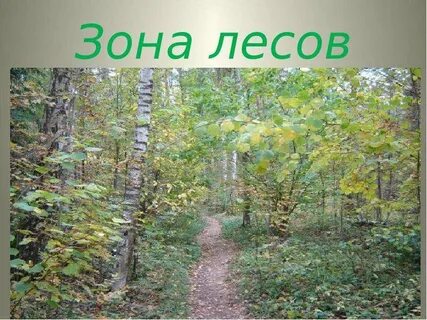 Какие леса образуют лесную зону